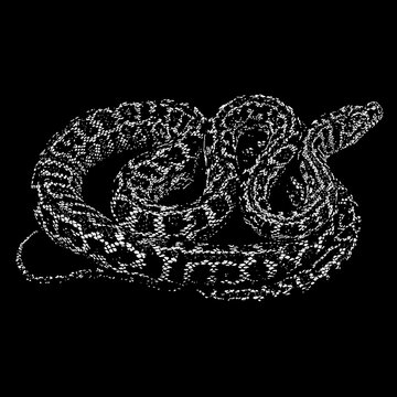 Carpet Python hand drawing vector isolated on black background.
