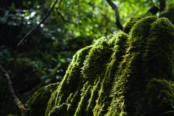 Green moss in the forest on trees and rocks