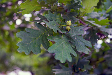 Oak branch with green acorns on a blurred background.