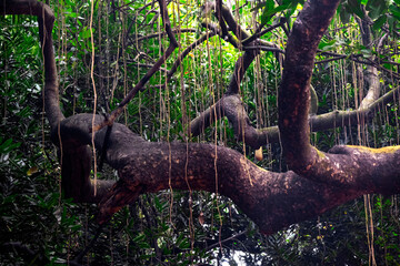 04 December 2022, Pune, India, Empress Botanical Garden, a green paradise in the heart of Pune,...