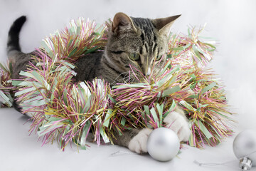 Christmas kitten playing with decorations tinsel and baubles