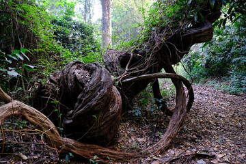 04 December 2022, Pune, India, Empress Botanical Garden, a green paradise in the heart of Pune, There are many rare exotic and indigenous trees are grown and preserved in the garden.
