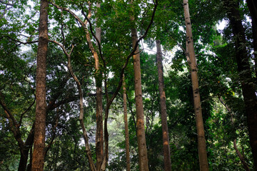 Fototapeta premium 04 December 2022, Pune, India, Empress Botanical Garden, a green paradise in the heart of Pune, There are many rare exotic and indigenous trees are grown and preserved in the garden.