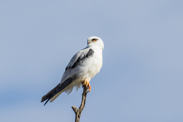 Black-shouldered Kite in South Australia