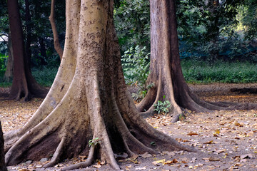 04 December 2022, Pune, India, Empress Botanical Garden, a green paradise in the heart of Pune, There are many rare exotic and indigenous trees are grown and preserved in the garden.