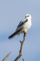 Black-shouldered Kite in South Australia