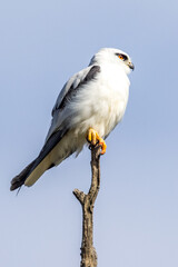 Black-shouldered Kite in South Australia