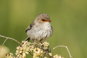 Superb Fairywren in South Australia