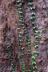 04 December 2022, Pune, India, Empress Botanical Garden, a green paradise in the heart of Pune,...