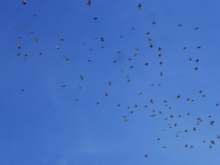 birds in flight