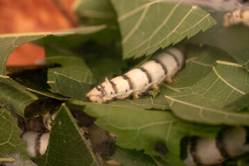 Close up Caterpillar Silkworm in nature background.