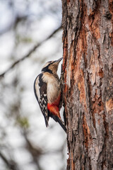 Little woodpecker sits on a tree trunk. The great spotted woodpecker, Dendrocopos major