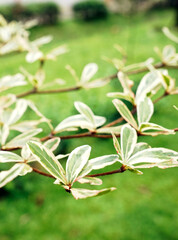 Close up photo of  Terminalia Mantaly Variegata branch leaves in green grass background