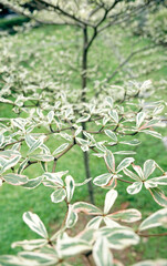 Close up photo of Terminalia mantaly variegated tree branches                               