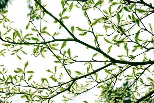 Pattern background of terminalia mantaly variegated tree branches against white sky