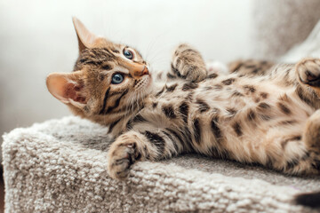 Cute bengal kitten laying on a soft cat's shelf of a cat's house. - obrazy, fototapety, plakaty