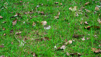 Beautiful green grass with dry leaves in the background