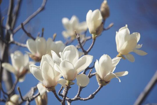 木蓮 の画像 5 157 件の Stock 写真 ベクターおよびビデオ Adobe Stock