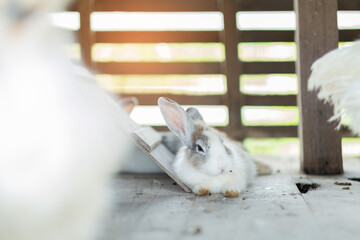 rabbit, bunny pet with blur background, animals