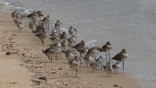 Bar-tailed Godwits and Greater Knots resting at high tide