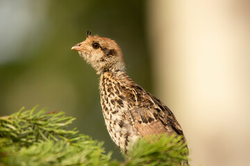Cute baby of Ruffed grouse is sitting on the spruce branch.
