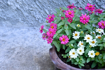 Closeup zinnia flower pot which places near the cement wall of the house, soft and selective focus,...