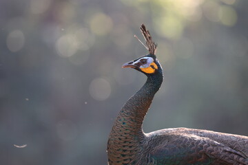 Green peafowl, closeup, peacock head, peacock feathers, dancing, close up, close up of peacock