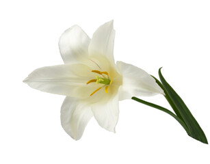 Obraz na płótnie Canvas white lily-like tulips with a stem, isolated