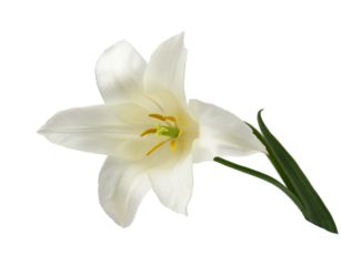 white lily-like tulips with a stem, isolated
