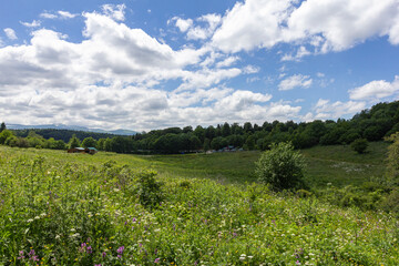 Subalpine meadows, summer flowering of plants and herbs, panorama of mountainous terrain.