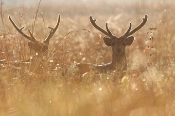 Two males Hog deer in misty grassland, magical bokeh of morning dews on foregrounds, art shape of...
