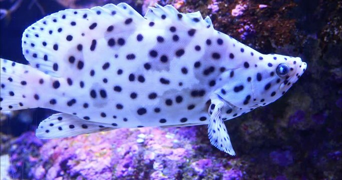 Tall-sail grouper swimming above a coral reef