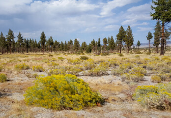 Trees and Flowers near Mono Lake