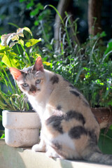 Portrait of cat with plant pot background