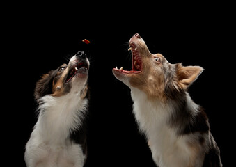 Two dogs catch a piece of food. Funny muzzle border collie. Wide angle. Pet on black