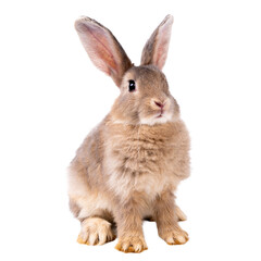 Cute looking brown rabbit standing isolated white background