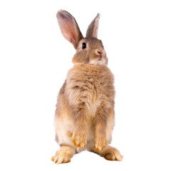 Cute looking brown rabbit standing isolated white background