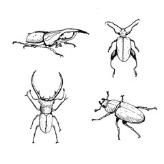 set of beetles sketch
