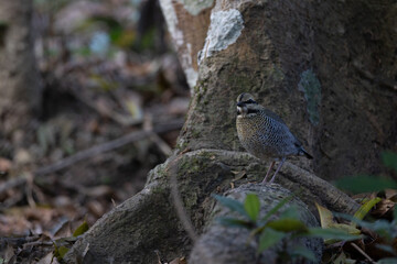 Blue pitta Variety of Pitta birds from Thailand