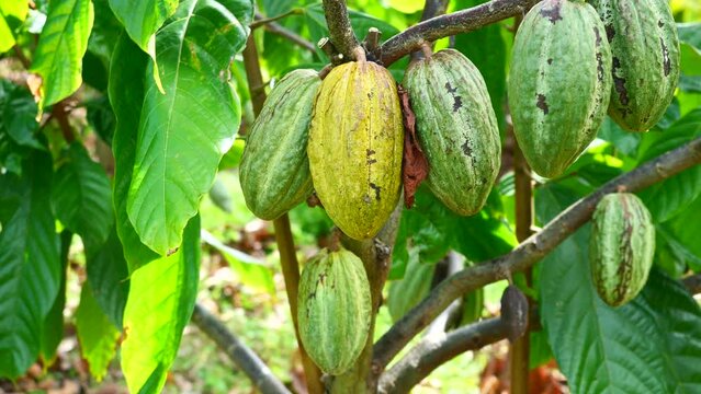 Tree and Theobroma cacao with  cocoa pod fruit hang on branch in the field at agricultural areas in Thailand, Plant at tropical farm