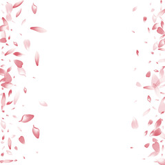 Transparent Sakura Petal Vector White Background.
