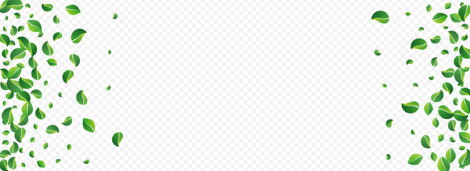 Olive Leaf Spring Vector Panoramic Transparent