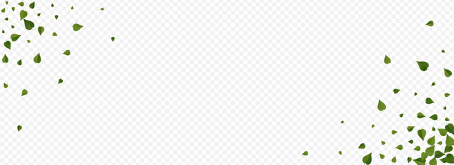 Mint Leaf Herbal Vector Panoramic Transparent
