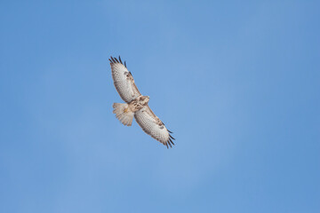 Common Buzzard (Buteo buteo) in flight, back view