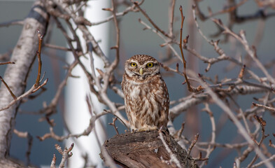 Little Owl Perched on Branch