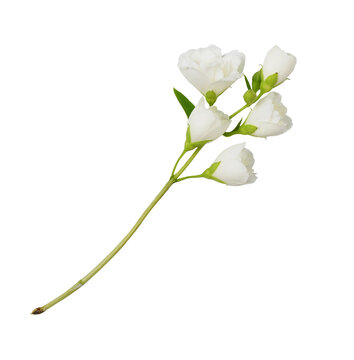 Fototapeta Jasmine (Philadelphus) flowers and leaves isolated on white or transparent background