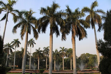 Fototapeta na wymiar Coconut palm trees along the promenade in India