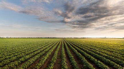 Fototapeta na wymiar Open soybean field at sunset.