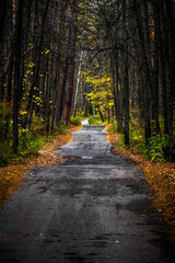 Walking through the autumn forest on a quiet day.