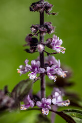 Obraz premium Ocimum kilimandscharicum flower growing in meadow, close up 